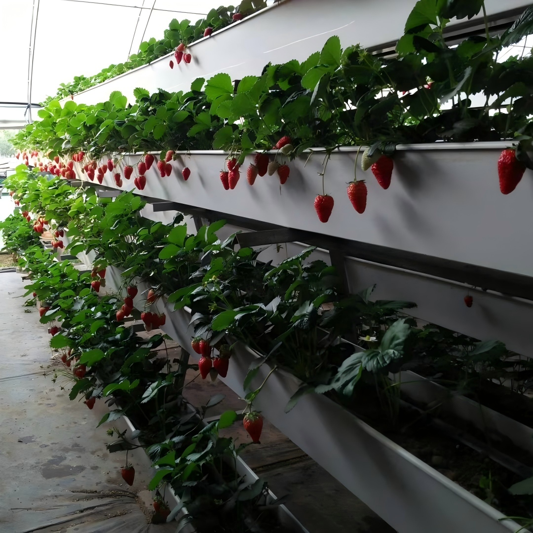 Double Row Strawberry Planting Trough for Sale